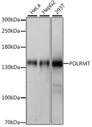 POLRMT Rabbit pAb