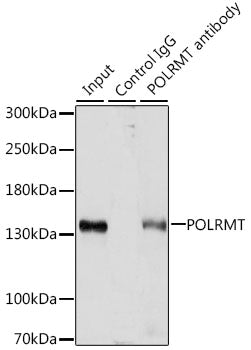 POLRMT Rabbit pAb