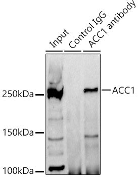 ACC1 Rabbit pAb