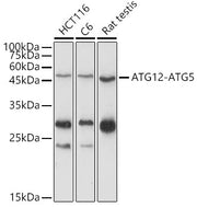 ATG12 Rabbit pAb
