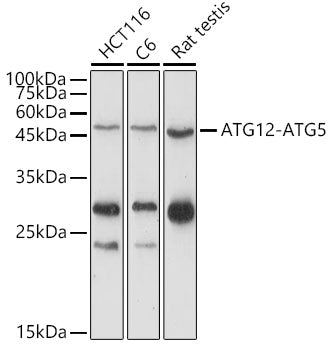 ATG12 Rabbit pAb