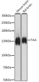 TrkA Rabbit pAb