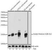 Acetyl-Histone H2B-K12 Rabbit pAb
