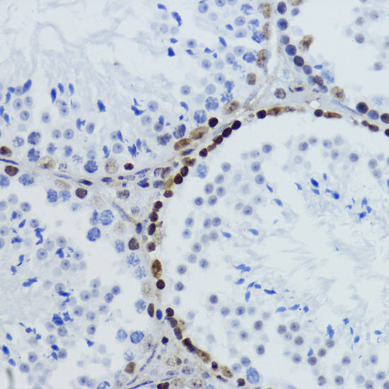 Acetyl-Histone H2B-K12 Rabbit pAb