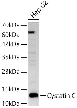 Cystatin C Rabbit pAb