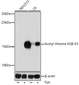 Acetyl-Histone H2B-K5 Rabbit pAb