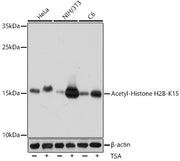 Acetyl-Histone H2B-K15 Rabbit pAb