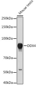 DDX4 Rabbit pAb