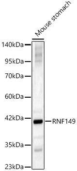RNF149 Rabbit pAb