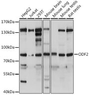 ODF2 Rabbit pAb