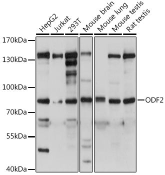 ODF2 Rabbit pAb