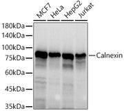 Calnexin Rabbit pAb