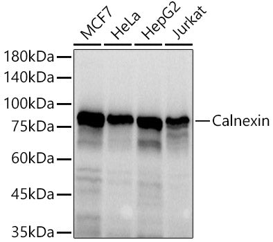 Calnexin Rabbit pAb