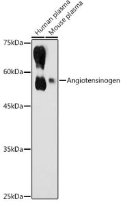 Angiotensinogen Rabbit pAb
