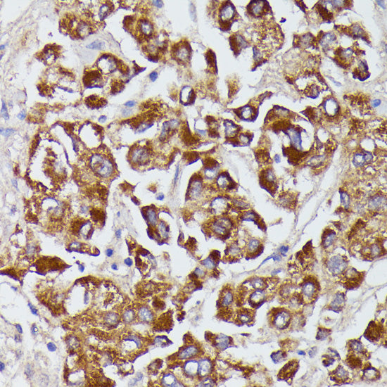Angiotensinogen Rabbit pAb