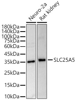 ANT2/SLC25A5 Rabbit pAb