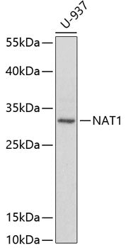 NAT1 Rabbit pAb