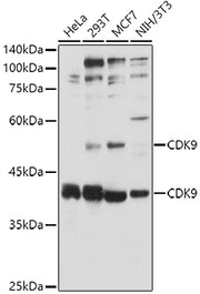 CDK9 Rabbit pAb
