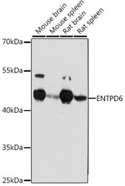 ENTPD6 Rabbit pAb