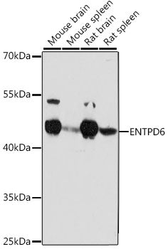 ENTPD6 Rabbit pAb