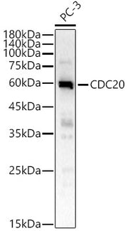 CDC20 Rabbit pAb