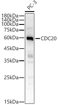 CDC20 Rabbit pAb