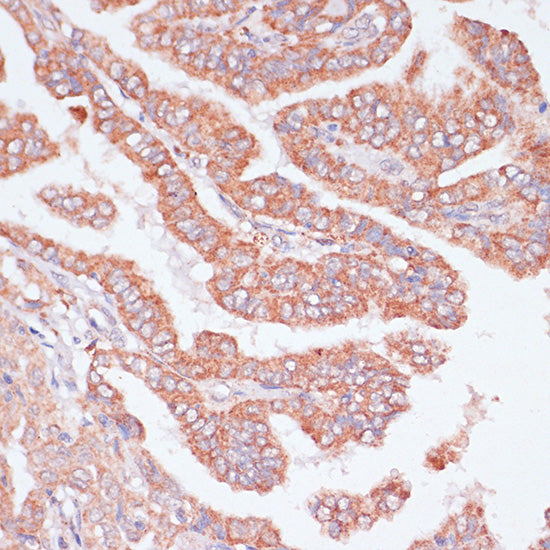 CDC20 Rabbit pAb