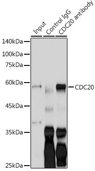 CDC20 Rabbit pAb