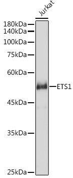 ETS1 Rabbit pAb