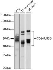 CD147/BSG Rabbit pAb