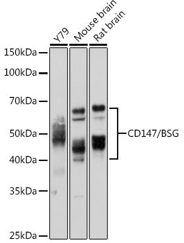 CD147/BSG Rabbit pAb