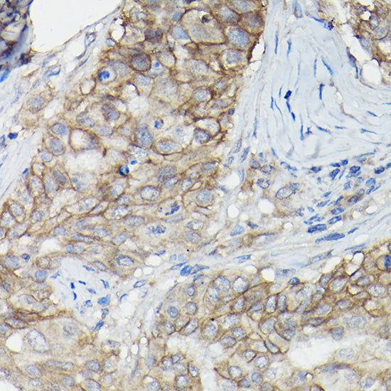 CD147/BSG Rabbit pAb