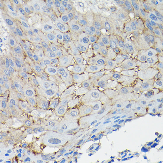 CD147/BSG Rabbit pAb