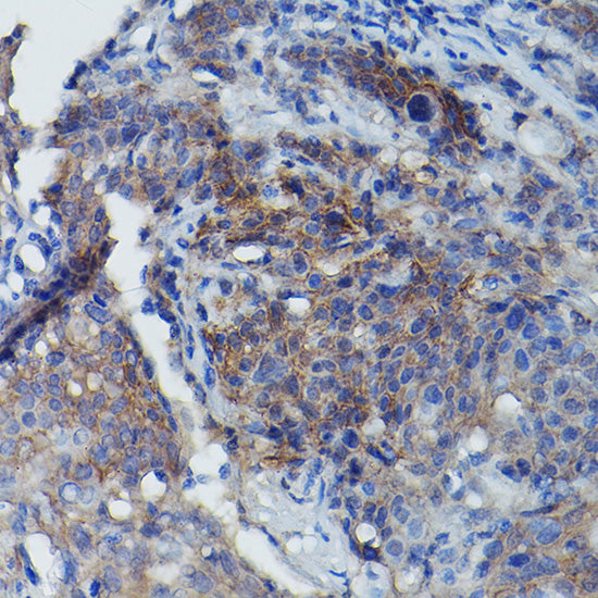 CD147/BSG Rabbit pAb