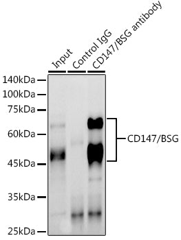 CD147/BSG Rabbit pAb