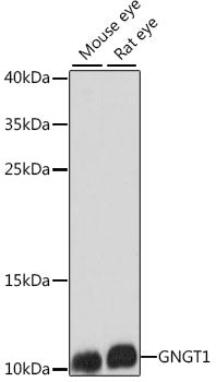 GNGT1 Rabbit pAb