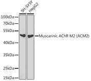 Muscarinic AChR M2 (ACM2) Rabbit pAb