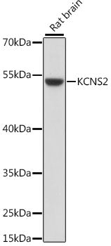 KCNS2 Rabbit pAb