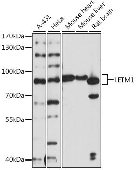 LETM1 Rabbit pAb