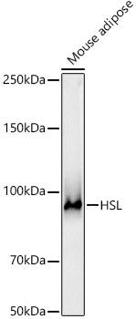 HSL Rabbit pAb