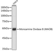 Monoamine Oxidase B (MAOB) Rabbit pAb