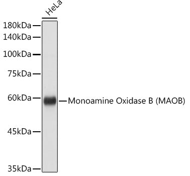 Monoamine Oxidase B (MAOB) Rabbit pAb