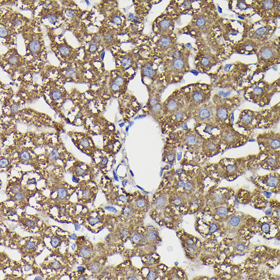 Monoamine Oxidase B (MAOB) Rabbit pAb