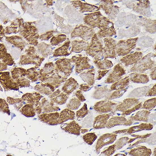 Monoamine Oxidase B (MAOB) Rabbit pAb