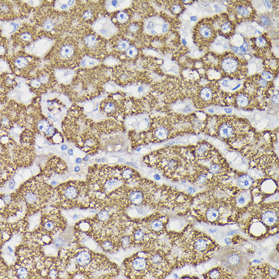 Monoamine Oxidase B (MAOB) Rabbit pAb