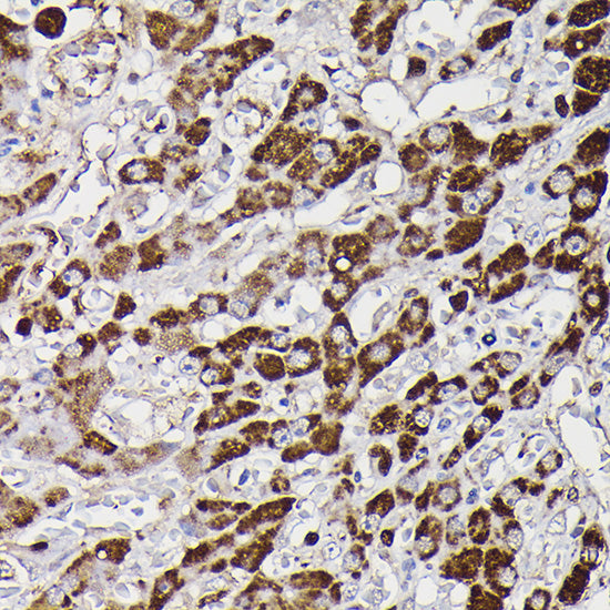 Monoamine Oxidase B (MAOB) Rabbit pAb
