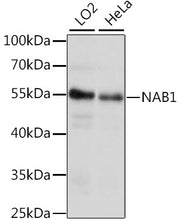 NAB1 Rabbit pAb