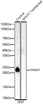 NHLH1 Rabbit pAb