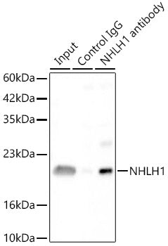 NHLH1 Rabbit pAb