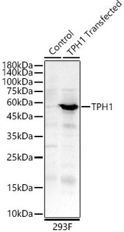 TPH1 Rabbit pAb